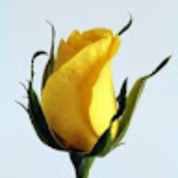 Meet your Posher, Elsa - Picture 1 of 1